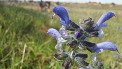 Salvia verbenaca