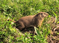 Marmota monax