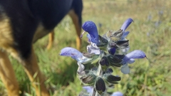 Salvia verbenaca
