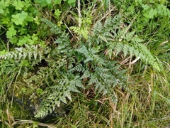 Asplenium billotii
