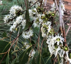 Eucalyptus baxteri