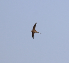 Cypsiurus balasiensis