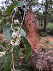 Eucalyptus baxteri