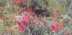 Lampranthus coccineus