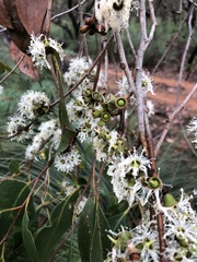 Eucalyptus baxteri