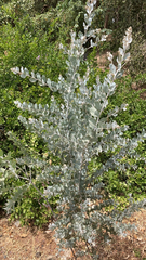 Acacia podalyriifolia