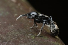 Procryptocerus impressus