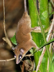 Marmosa murina