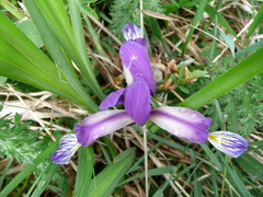 Iris graminea