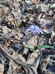 Scilla