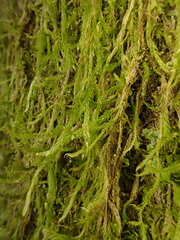 Hypnum cupressiforme filiforme