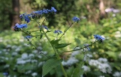 Brunnera macrophylla