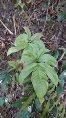 Tectaria polymorpha