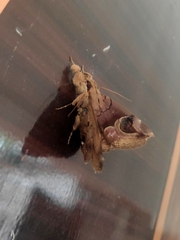 Ommatophora luminosa