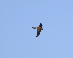 Aerodramus unicolor
