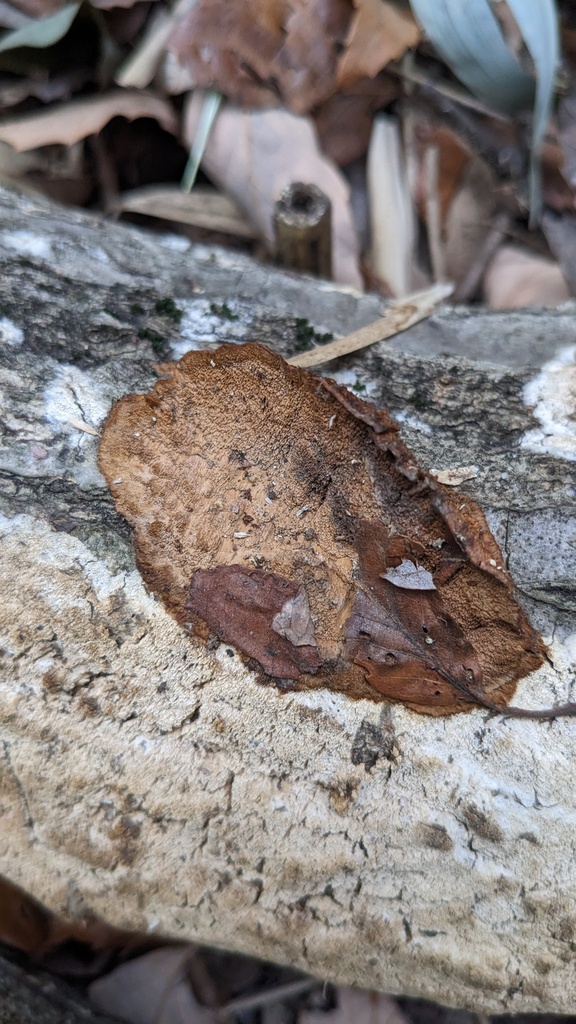 Fuscoporia gilva · February 2023 · photo: © atsushi_nakajima_cirque (iNaturalist, cc-by)