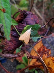 Scirpophaga incertulas