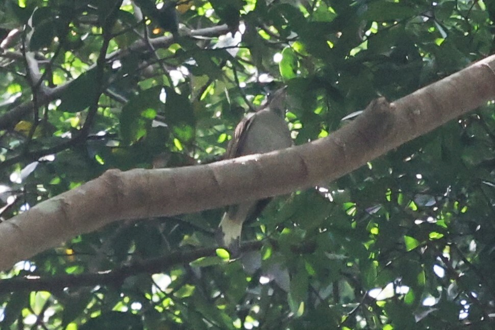 Least Honeyguide (Indicator exilis), photo 1