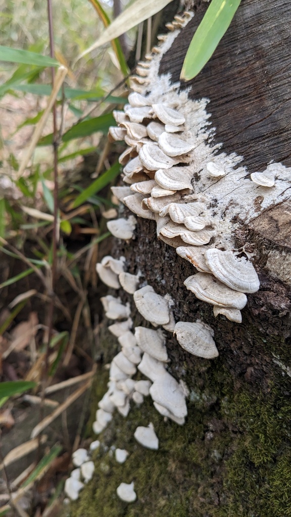 Trichaptum biforme · February 2023 · photo: © atsushi_nakajima_cirque (iNaturalist, cc-by)