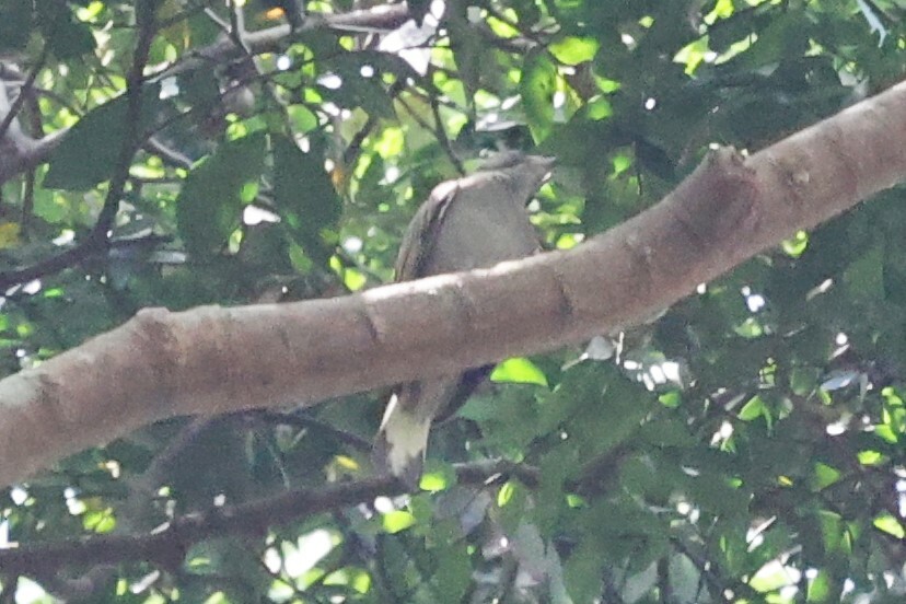 Least Honeyguide (Indicator exilis), photo 2