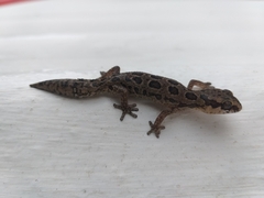 Pachydactylus maculatus