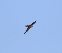 Aerodramus unicolor
