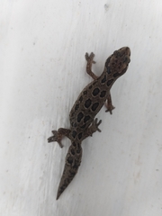Pachydactylus maculatus