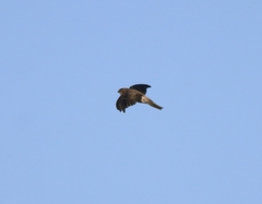 Aerodramus unicolor