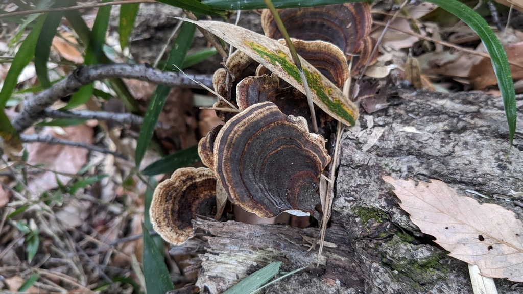 Microporus affinis · February 2023 · photo: © atsushi_nakajima_cirque (iNaturalist, cc-by)