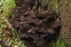 Ischnoderma benzoinum