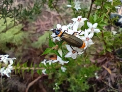 Chauliognathus lugubris