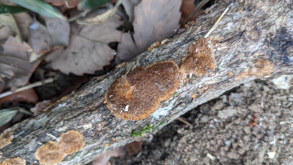Fuscoporia setifera · February 2023 · photo: © atsushi_nakajima_cirque (iNaturalist, cc-by)
