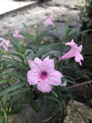 Ruellia simplex