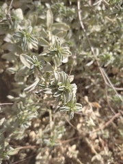 Mercurialis tomentosa
