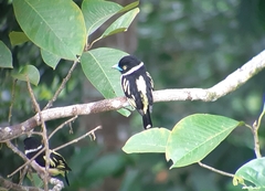 Eurylaimus ochromalus