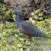 Rufous-bellied Heron - Photo (c) Lip Kee Yap, some rights reserved (CC BY-SA)