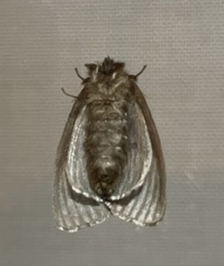 Leptocneria reducta