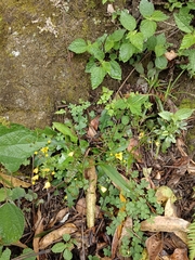 Ixeridium laevigatum