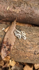 Schizophyllum commune