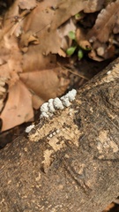 Schizophyllum commune