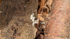 Schizophyllum commune