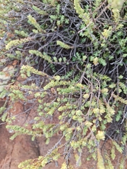 Crassula lanceolata