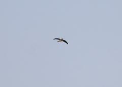 Aerodramus unicolor