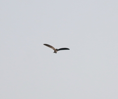 Aerodramus unicolor