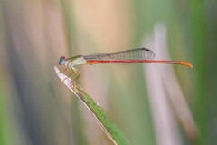 Ceriagrion aeruginosum