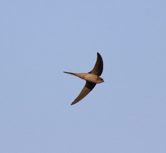 Cypsiurus balasiensis
