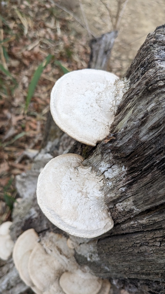 Fomitopsis dickinsii · February 2023 · photo: © atsushi_nakajima_cirque (iNaturalist, cc-by)