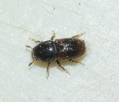Scolytus amygdali