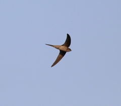 Cypsiurus balasiensis