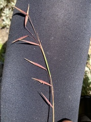 Monocymbium ceresiiforme